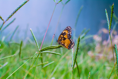 Chlosyne lacinia saundersi