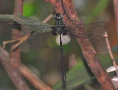 Gynacantha membranalis