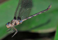 Gynacantha membranalis