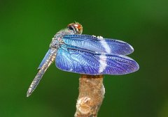 Zenithoptera fasciata