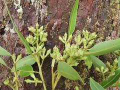 Eucalyptus pellita
