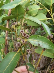 Eucalyptus pellita