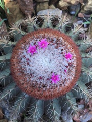 Melocactus andinus hernandezii