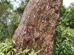 Eucalyptus pellita