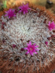 Melocactus andinus hernandezii