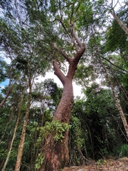 Eucalyptus pellita