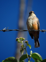 Pyrocephalus rubinus