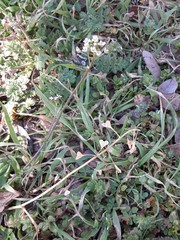 Capsella bursa-pastoris