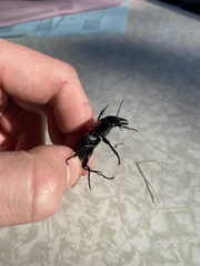 Pasimachus elongatus