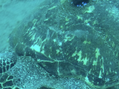 Chelonibia testudinaria