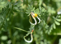 Ornithopus compressus