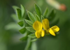 Ornithopus compressus