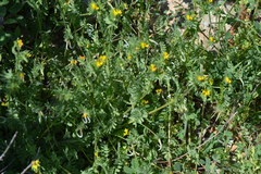 Ornithopus compressus