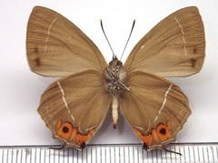 Favonius yuasai