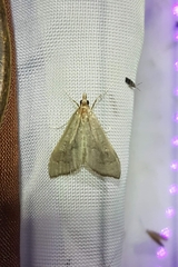 Mecyna asinalis
