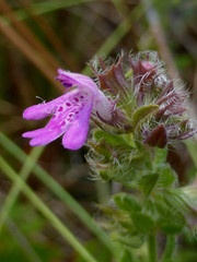 Stachydeoma graveolens