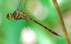 Aeschnosoma forcipula