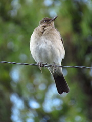 Turdus ignobilis