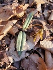 Erythronium umbilicatum
