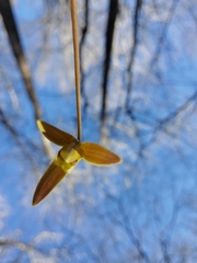Erythronium umbilicatum