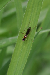 Neria octoannulata