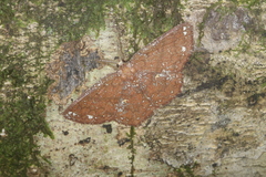 Anisodes nivestrota
