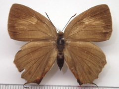 Favonius yuasai