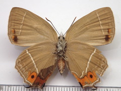Favonius yuasai