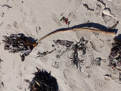 Laminaria hyperborea