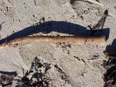 Laminaria hyperborea