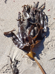 Laminaria hyperborea