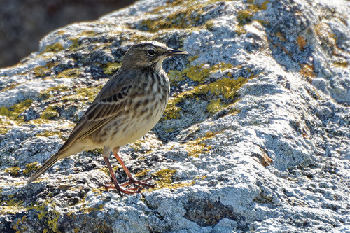 Bisbita costero (Anthus petrosus)