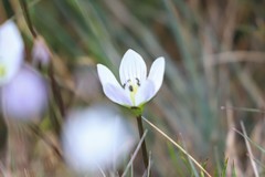 Gentianella muelleriana muelleriana