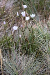 Gentianella muelleriana muelleriana