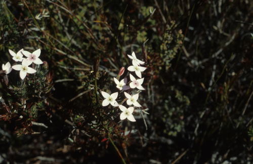 Babylon Heath (Erica turrisbabylonica)