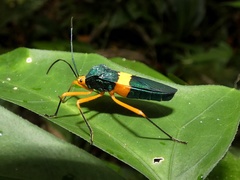 Paryphes flavocinctus