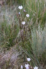 Gentianella muelleriana muelleriana