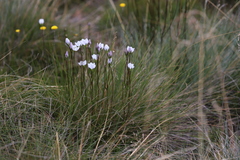 Gentianella muelleriana muelleriana