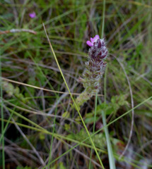 Stachydeoma graveolens