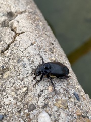 Nicrophorus guttula
