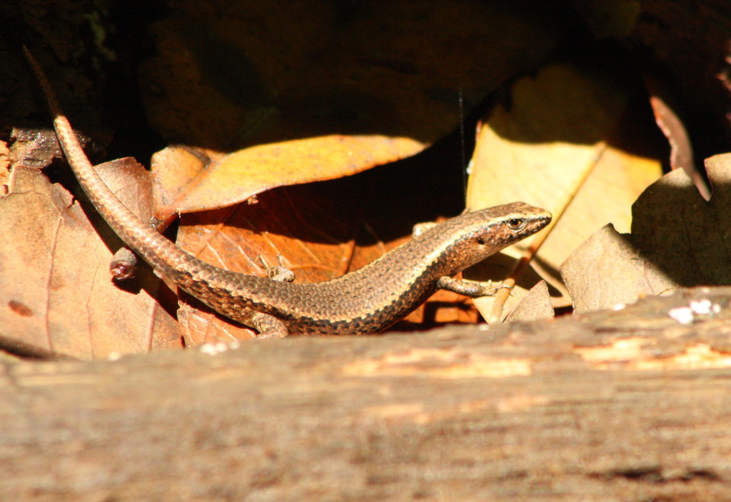 Diamond-shielded Sunskink