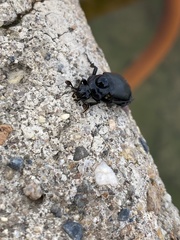 Nicrophorus guttula
