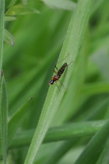 Neria octoannulata