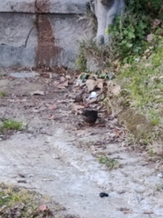 Turdus merula