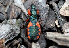 Ectomocoris patricius