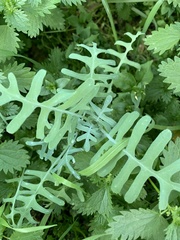 Pholistoma membranaceum