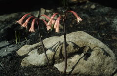 Cyrtanthus ventricosus