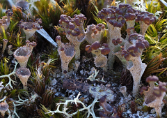 Cladonia grayi