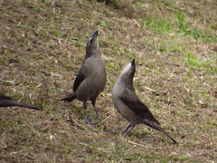 Molothrus bonariensis