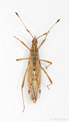 Berytinus striola